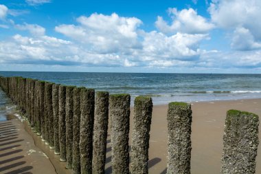 Hollanda, Zoutelande yakınlarındaki beyaz kumlu kuzey sahillerindeki tahta kutuplara bakın.