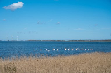 Hollanda manzarası, Zeeland 'deki yel değirmenleri, ilkbaharda Hollanda, Grevelingenmeer' deki pembe flamingoların kuşları ve renkleri.