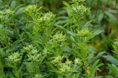 Botanik Koleksiyonu, Patrinia Scabiosifolia ya da Ominaeshi 'nin yaz aylarındaki tıbbi bitkileri.