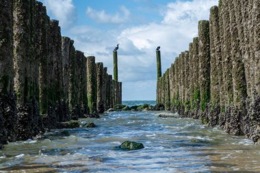 Hollanda, Zoutelande yakınlarındaki beyaz kumlu kuzey sahillerindeki tahta kutuplara bakın.