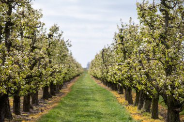 Hollanda 'da organik tarım, Zeeland' deki meyve bahçelerinde çiçek açan armut ağaçları..