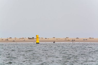 Hollanda, Zeeland 'deki Renesse plajı yakınlarındaki dalgalar sırasında sarı kumlu adada dinlenen büyük deniz fokları kolonisi.
