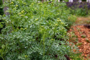 Botanik Koleksiyonu, Ruta Graveolens medikal bitki veya güçlü kokulu sedir, yaygın olarak 
