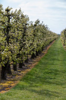 Hollanda 'da organik tarım, Zeeland' deki meyve bahçelerinde çiçek açan armut ağaçları..