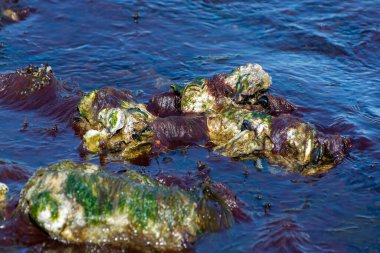 Hollanda, Zeeland 'deki alçak sular sırasında Oesterschelde Ulusal Parkı' nın tuzlu sularında taşların üzerinde yetişen yabani kremalı istiridye kabuklu deniz hayvanları.
