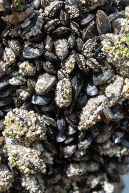 Kuzey Denizi, Zoutelande, Zeeland, Hollanda 'da, alçak gelgitte tahta kutuplarda büyüyen midye grupları.