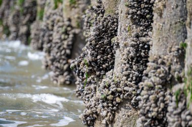 Kuzey Denizi, Zoutelande, Zeeland, Hollanda 'da, alçak gelgitte tahta kutuplarda büyüyen midye grupları.