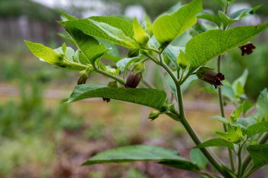 Botanik koleksiyonu (Atropa belladonna, yaygın olarak belladonna veya ölümcül itüzümü olarak bilinir), Solanaceae familyasından bir bitki türü.