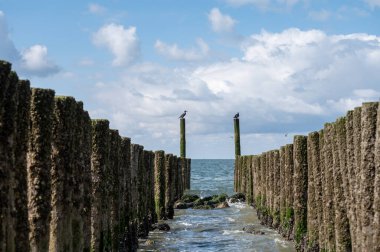 Hollanda, Zoutelande yakınlarındaki beyaz kumlu kuzey sahillerindeki tahta kutuplara bakın.