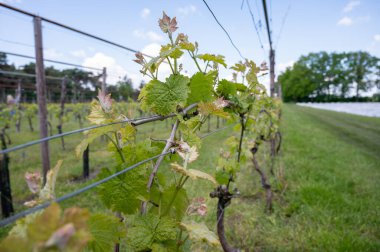 Kuzey Brabant 'taki Hollanda şaraphanesinde, Hollanda' daki yeşil üzüm bağlarında genç üzüm yaprakları filizleniyor
