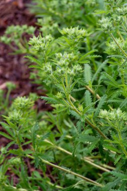 Botanik Koleksiyonu, Patrinia Scabiosifolia ya da Ominaeshi 'nin yaz aylarındaki tıbbi bitkileri.
