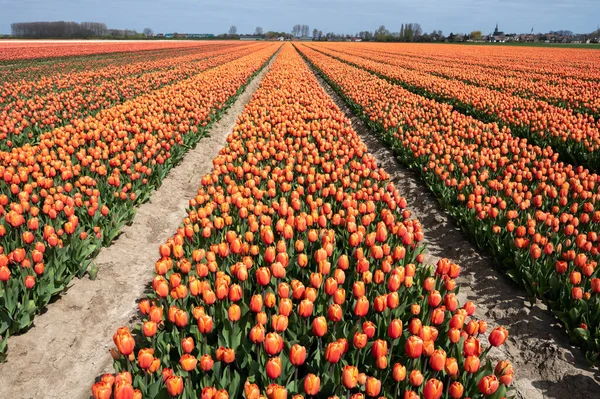 Tulpenzwiebeln Produktion Industrie Bunte Tulpenblumen Felder Frühling Blühen Den Niederlanden — Stockfoto