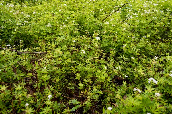 Colección Botánica Asperula Odorata Planta Con Flores Paja Verano — Foto de Stock