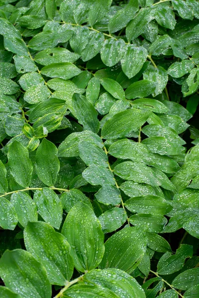 Coleção Botânica Folhas Verdes Polygonatum Multiflorum Solomon Selo Planta Medicinal — Fotografia de Stock