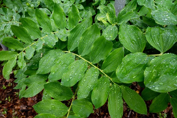 Botanikai Gyűjtemény Zöld Levelek Polygonatum Multiflorum Solomon Fóka Gyógynövény Vízcseppekkel — Stock Fotó