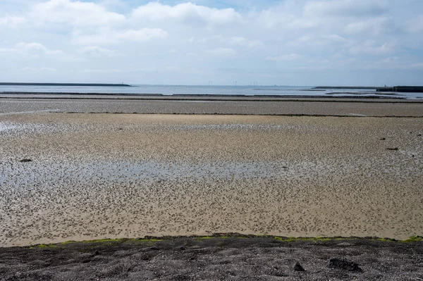 Hollanda, Zeeland, Grevelingenmeer 'de deniz tabanında alçak gelgit manzarası