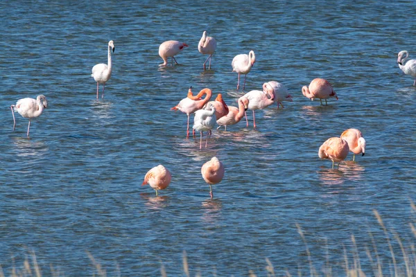 Колония Розовых Фламинго Зимующих Водоплавающих Птиц Озере Гревелинген Возле Деревни — стоковое фото