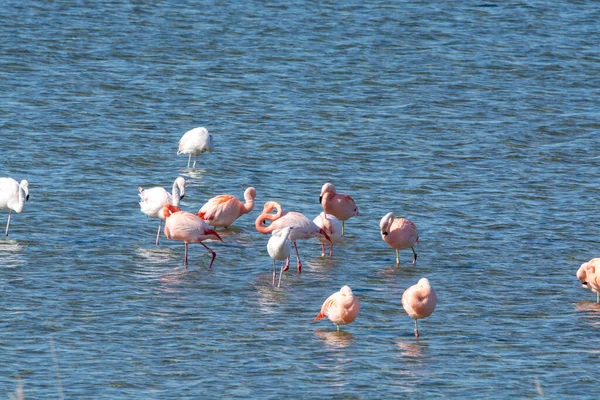 Kolonia Różowych Flamingów Wodnistych Zimujących Jeziorze Grevelingen Niedaleko Miejscowości Battenoord — Zdjęcie stockowe