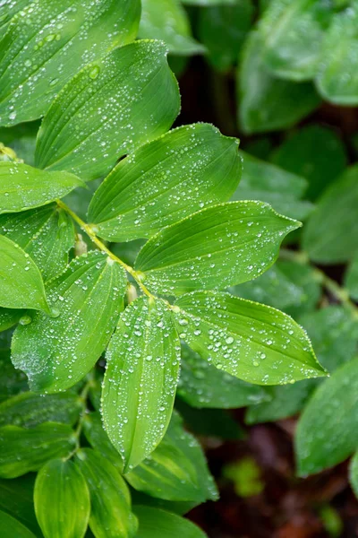 Botanikai Gyűjtemény Zöld Levelek Polygonatum Multiflorum Solomon Fóka Gyógynövény Vízcseppekkel — Stock Fotó