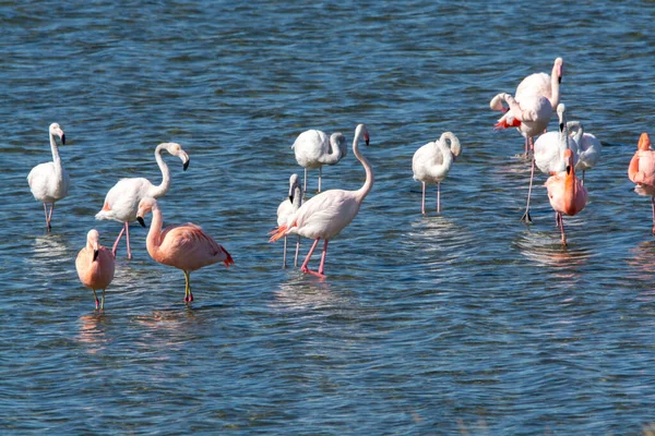 Colonia Uccelli Acquatici Fenicotteri Rosa Che Svernano Nel Lago Salato — Foto Stock
