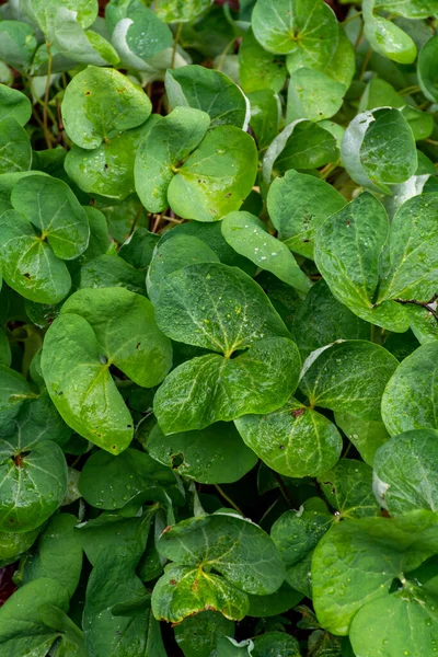 Botanikai Gyűjtemény Zöld Levelek Jeffersonia Diphylla Gyógynövény Közeli — Stock Fotó