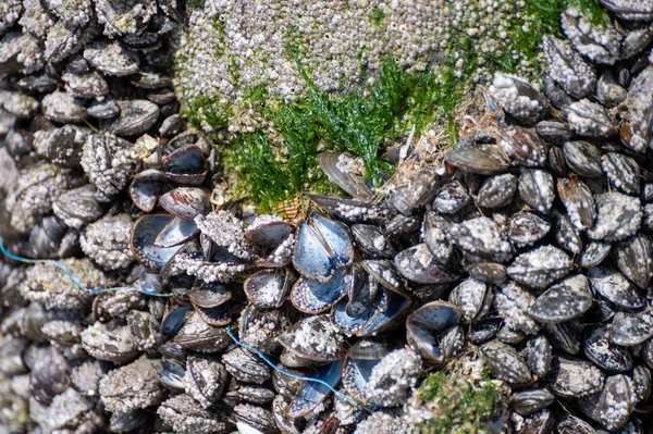 ザウトランド ゼーラント州 オランダの干潮時に木製の棒に成長する生きたムール貝貝のグループ — ストック写真