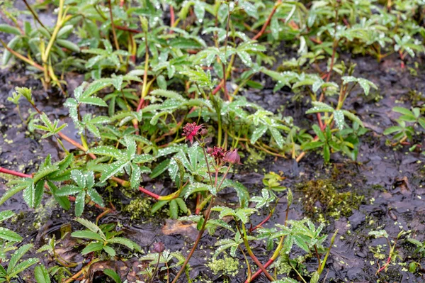 콜렉션 Comarum Palustre Potentila Palustris Medicplant Purple Marshlocks Swamp Cinquefoil — 스톡 사진