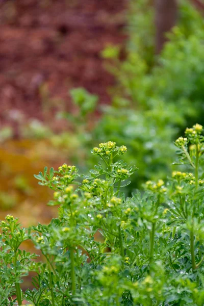 Colecção Botânica Ruta Graveolens Medicinal Plant Strong Smelling Rue Vulgarmente — Fotografia de Stock