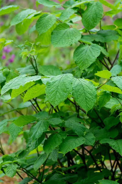 Coleção Botânica Folhas Verdes Eleutherococcus Senticosus Planta Medicinal Ginseng Siberiano — Fotografia de Stock