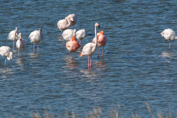 Kolonie Rosa Flamingos Wasservögel Überwintern Grevelingen Salzsee Der Nähe Von — Stockfoto