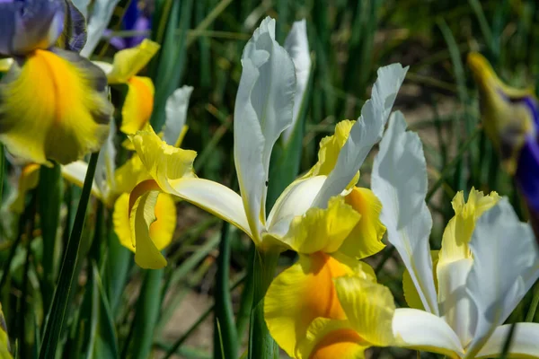 Bloesem Van Kleurrijke Water Iris Bloemen Tuin Close — Stockfoto