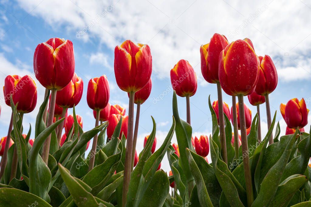Tulip bulbs production industry, red tulip flowers fields in spring blossom in Netherlands up view