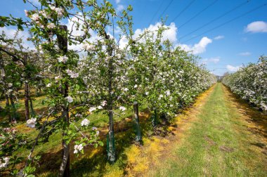 Hollanda, Zeeland 'deki meyve bahçelerinde elma ağaçlarının bahar pembe çiçekleri.