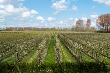 Hollanda, Zeeland 'deki meyve bahçelerinde armut ağaçlarının bahar beyaz çiçeği.