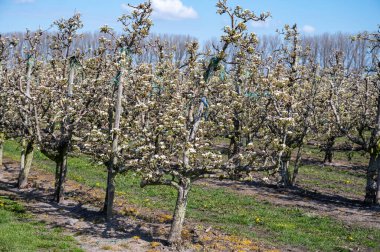Hollanda meyve bahçelerinde armut yetiştirme, bahar beyaz armut ağaçları, Zeeland, Hollanda