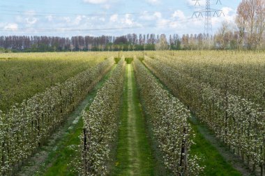 Hollanda, Zeeland 'deki meyve bahçelerinde armut ağaçlarının bahar beyaz çiçeği.