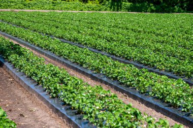 Genç çilek bitkilerinin tomurcukları açık havada yetişiyor plastikle kaplı toprakta.