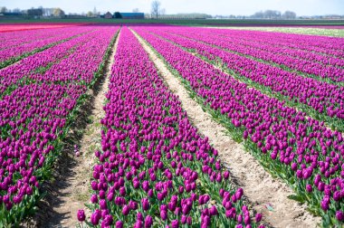 Hollanda 'da lale soğanları üretimi, Zeeland' de çiçek açan lale çiçekleriyle renkli bahar tarlaları