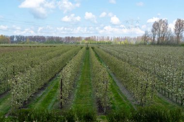 Hollanda, Zeeland 'deki meyve bahçelerinde armut ağaçlarının bahar beyaz çiçeği.