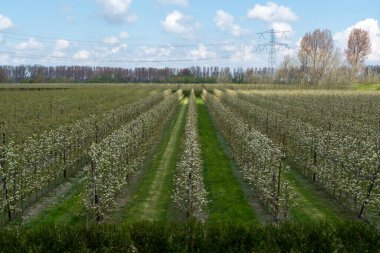 Hollanda, Zeeland 'deki meyve bahçelerinde armut ağaçlarının bahar beyaz çiçeği.