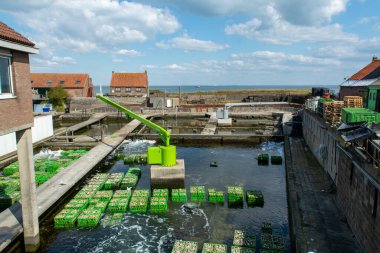 İstiridye yetiştirme sistemleri, istiridyeleri beton istiridye çukurlarında tutmak, sürekli yenilenen sularda muhafaza etmek, Yerseke, Zeeland, Hollanda 'daki çiftlikte satılığa hazır taze istiridyeler ve tüketime hazır.