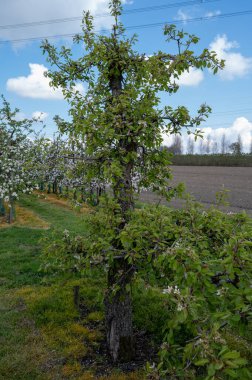 Hollanda, Zeeland 'deki meyve bahçelerinde armut ağaçlarının bahar beyaz çiçeği.