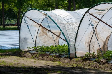 Hollanda 'da plastik film ve tarımla kaplı açık sera inşaatlarında yetişen çiçek açan çilek bitkileri.