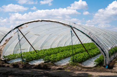 Hollanda 'da plastik film ve tarımla kaplı açık sera inşaatlarında yetişen çiçek açan çilek bitkileri.
