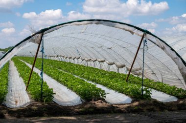 Hollanda 'da plastik film ve tarımla kaplı açık sera inşaatlarında yetişen çiçek açan çilek bitkileri.