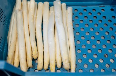 Kuzey Brabant 'taki çiftlikte satılık ilk Hollanda beyaz kuşkonmazı.