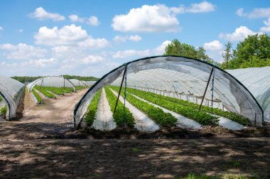 Hollanda 'da plastik film ve tarımla kaplı açık sera inşaatlarında yetişen çiçek açan çilek bitkileri.