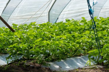 Hollanda 'da plastik film ve tarımla kaplı açık sera inşaatlarında yetişen çiçek açan çilek bitkileri.
