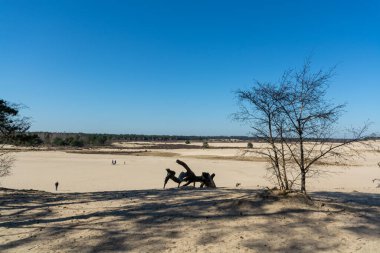 Kuzey Brabant 'taki Hollanda ulusal parkında yürüyüş yolları sarı kumlu kum tepeleri, çam ağacı ormanı ve kurumuş çöl bitkileri, doğa geçmişi