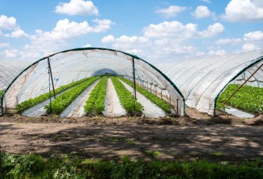 Hollanda 'da plastik film ve tarımla kaplı açık sera inşaatlarında yetişen çiçek açan çilek bitkileri.